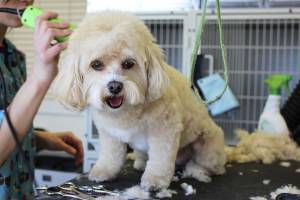 dog grooming kritter kastle green lake wi Rosendale wi