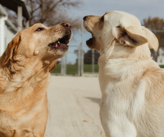 Dog Daycare, Green Lake WI, Oshkosh WI, Rosendale WI