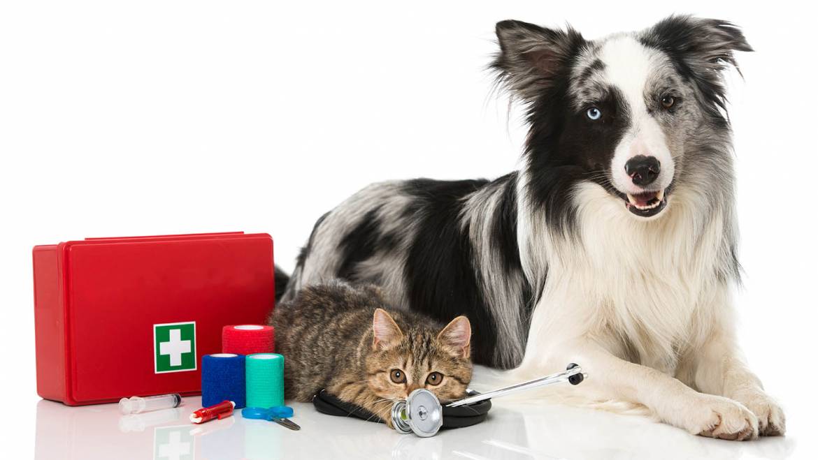 Assembling a Pet First Aid Kit